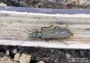 stehenáč zelenavý (Brouci), Oedemera virescens (Coleoptera)